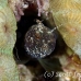 blenny_sailfin_lphr_gc_h_0274_cay4189.jpg